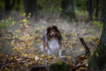 autumn portrait of a sheltie among the leaves