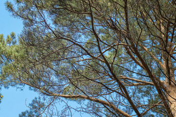 Beautiful branches of a large pine against the blue sky