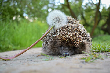 hedgehog came out of the forest for a walk