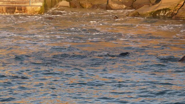 Wildlife in Super Slow Motion 4K 120fps: California Sea Lion in the Pacific Ocean - La Jolla, San Diego, the U.S.