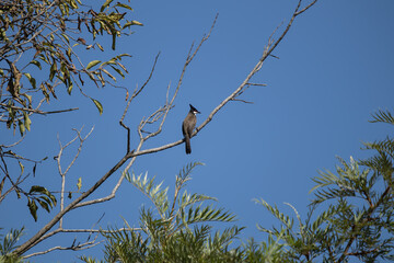 Red whiskered Bulbul Bird on Tree