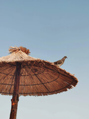 A pigeon is sitting on a straw umbrella