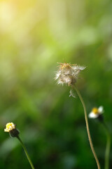 wild flowers with sun light shaded closeup 