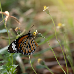 red butterfly feeding on flower with morning sunshine
