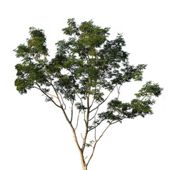 Tree branch isolated on white background