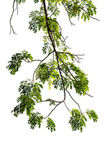 Tree branch isolated on white background
