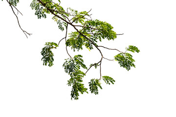 Tree branch isolated on white background