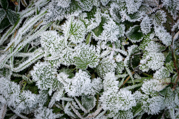 Plants covered in frost. Freezing cold weather.