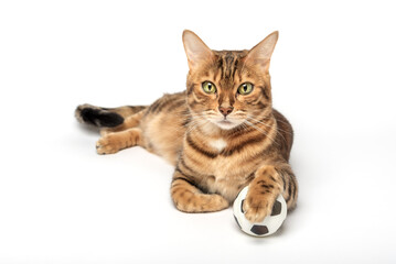 Naklejka premium Bengal cat plays with a toy soccer ball isolated on a white background. Cat toys.