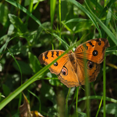 red butterfly feeding on flower with morning sunshine