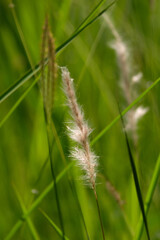 wild flowers with sun light shaded closeup 