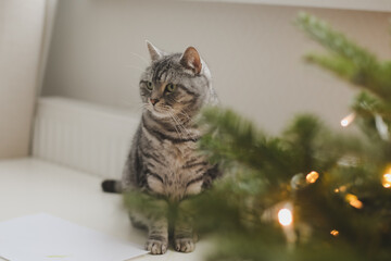 Funny tabby cat and the decorated Christmas tree. Merry Christmas and New Year