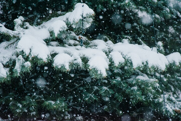 zima, śnieg, zaspy, zamieć śnieżna, zasypana droga, choinka, nawierzchnia, mróz, droga, odśnieżanie, kierowca, warunki atmosferyczne, nieodśnieżona droga - obrazy, fototapety, plakaty