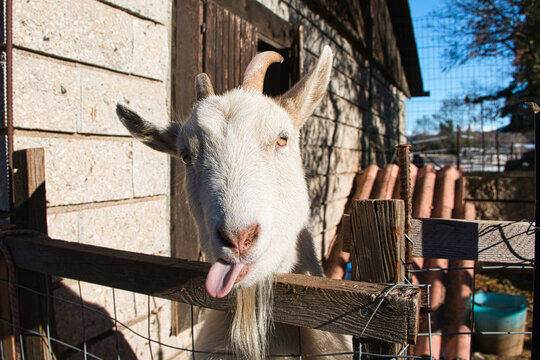 Naughty goat on an alpine farm.