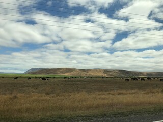 Obraz premium Grassland - New Zealand 