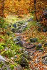 Steiler Wanderweg im Wald am Wilden Kaiser bei Ellmau, Tirol, Österreich