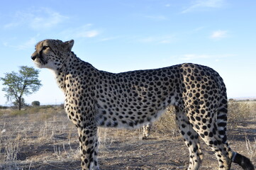 Namibia: A chettah in the namib desert. He belongs to the most endangered species