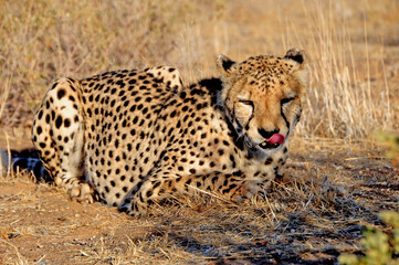 Naklejka na ściany i meble Otjiwarongo: A cheetah lying on the sandy ground in the namibian Kalahari