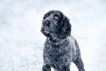 Cocker Spaniel in the snow