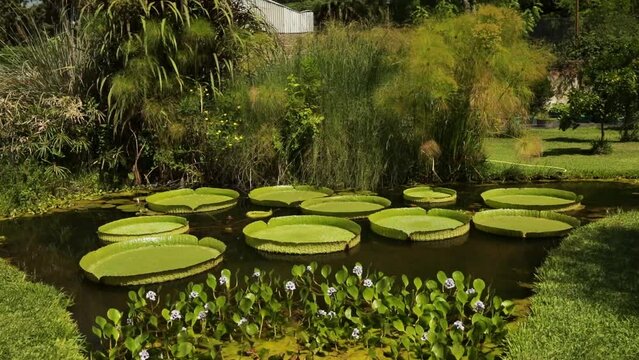 Giant south American aquatic plants.View of a pond growing Amazon Waterlilies, Victoria cruziana. View of the large floating green leaves and some lily pads.