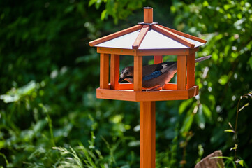 A jay in an aviary