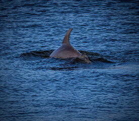 Bottlenose dolphin with dorsal fin, breaks the surface of the water