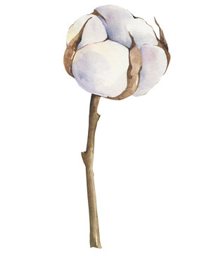 Watercolor cotton clipart. Tender botanical illustration.