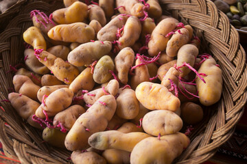Variety of Peruvian potatoes. In the pachamanca ceremony, lamb, alpaca, pork and beef are cooked. Also variety of tubers and vegetables. All under hot stones and covered with earth.