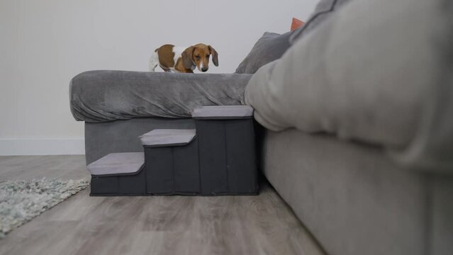 4K video of Miniature dachshund puppy dog using steps to get down from sofa