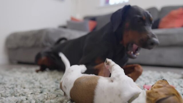 Puppy, dog, pet, domestic, miniature, dachshund, pedigree, purebred, breed, 4K, video, piebald, cute, hound, brown, animal, canine, young, small, sofa, lounge, indoors, doberman, playing, fighting, pl