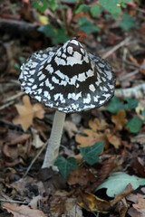 Coprinopsis picacea - Psathyrellaceae - magpie inkcap fungus - Agaricus picaceus