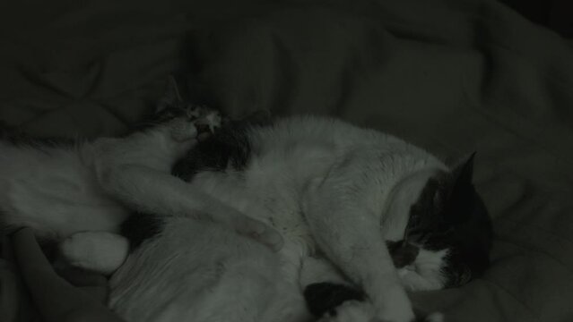 Sleepy Cats Relaxing at Home Black Magic Production Camera 4K