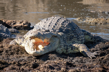 African crocodile in its natural habitat of Tanzania in Africa