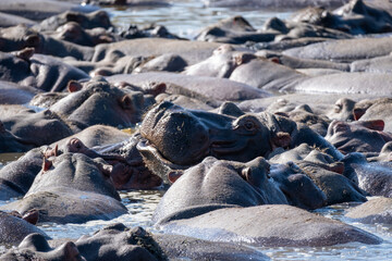 hippopotamus herd relaxing in water, Serengeti national park Tanzania