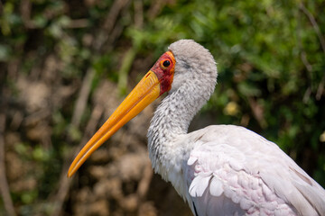 A Yellow-Billed Stork (mycteria ibis) white feathers.