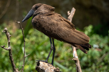 Hamerkop bird resting near water in Serengeti national park Tanzania