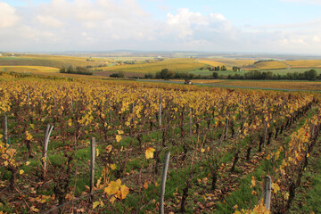 Fototapeta na wymiar vineyards around sancerre (france)