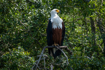 African fish eagle sitting on a branch. Trees in the background. 