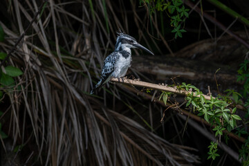 Pied Kingfisher(Ceryle rudis) sitting on a branch
