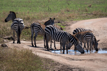 Obraz na płótnie Canvas Zebra standing in water, National Park of Tanzania. Wildlife scene from nature, Africa