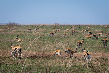 Herd of wild Antelopes in Tanzania
