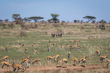 Herd of wild Antelopes in Tanzania