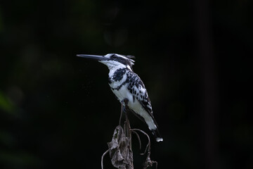 Pied Kingfisher(Ceryle rudis) sitting on a branch
