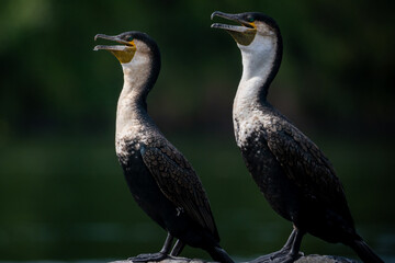 A Great Cormorant resting by the water