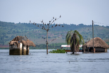 A Great Cormorant resting by the water
