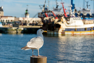 Le Guivinec. Mouettes au port du Guilvinec . Finistere. Bretagne. France