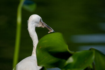 White Heron in the jungle