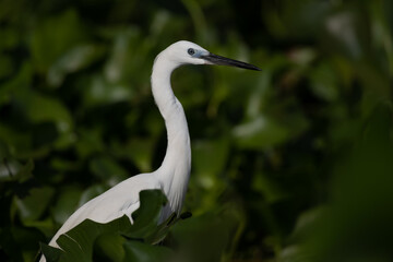 White Heron in the jungle