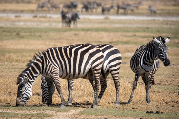 Obraz na płótnie Canvas Zebra in the grass nature habitat, National Park of Tanzania. Wildlife scene from nature, Africa