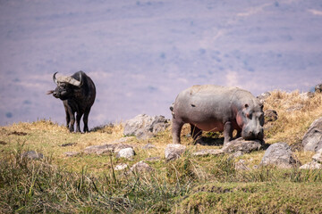 Fototapeta premium hippopotamus on land, Serengeti national park Tanzania